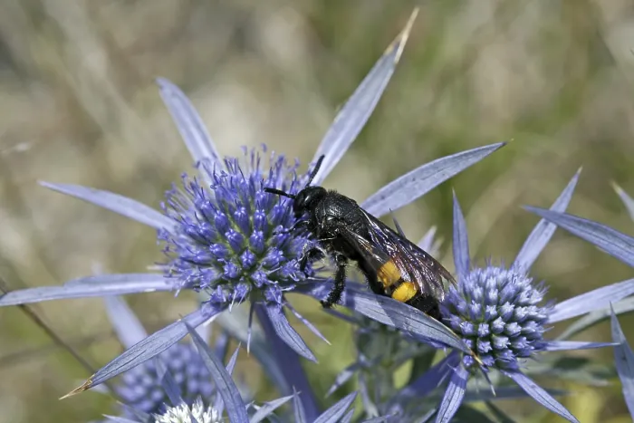 Framed Print : Scolia hirta Print, Dagger Wasp Image Framed Print : Scolia hirta Print, Dagger Wasp Image
