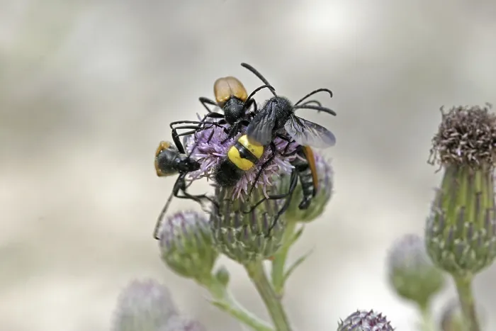 Framed Print : Scolia hirta Print, Dagger Wasp Framed Print : Scolia hirta Print, Dagger Wasp