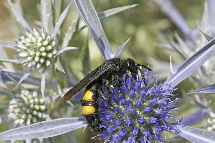 Framed Print : Scolia hirta Print, Dagger Wasp Close-up Framed Print : Scolia hirta Print, Dagger Wasp Close-up