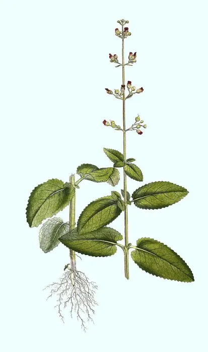 Framed Print : Digitally restored 19th century print of Scrophularia aquatica Framed Print : Digitally restored 19th century print of Scrophularia aquatica