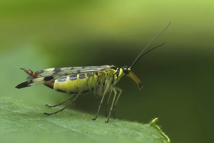Framed Print : Scorpionfly on a Leaf Print