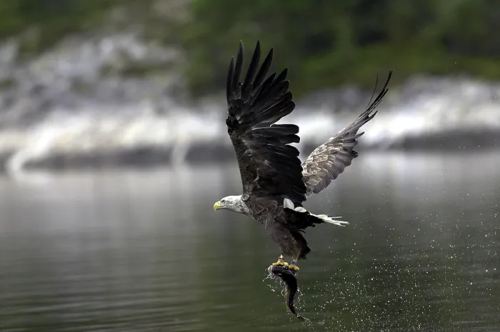 Framed Print : White-tailed Eagle Catches Fish Print Framed Print : White-tailed Eagle Catches Fish Print