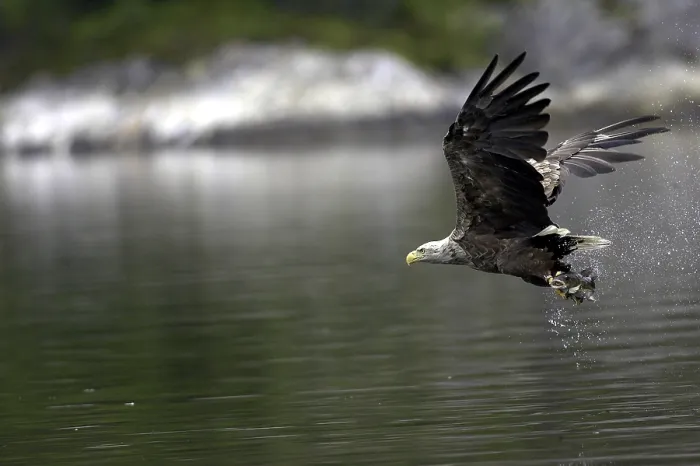 Framed Print : White-tailed Eagle Catching Fish Print Framed Print : White-tailed Eagle Catching Fish Print