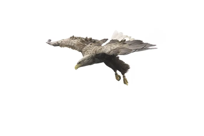 Framed Print : White-tailed Eagle Searching for Fish Print