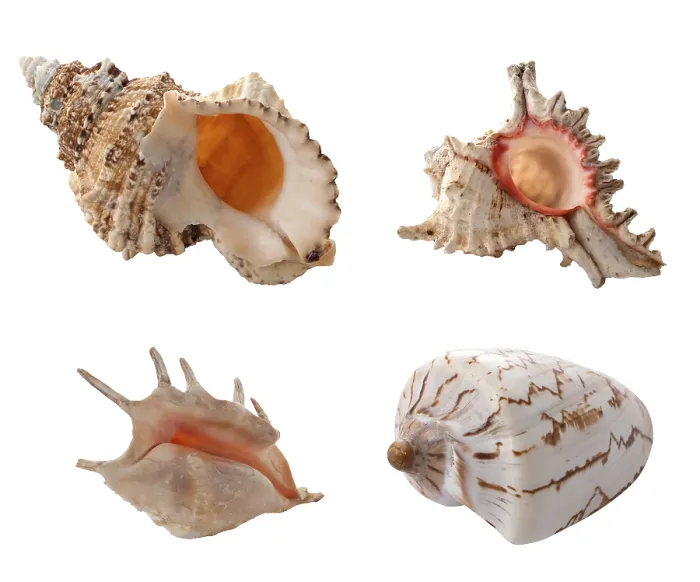 Framed Print : Sea Shells Print - Isolated on White Background Framed Print : Sea Shells Print - Isolated on White Background