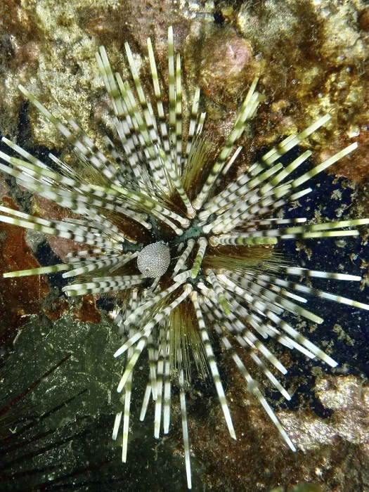 Framed Print : Banded Sea Urchin Print Framed Print : Banded Sea Urchin Print