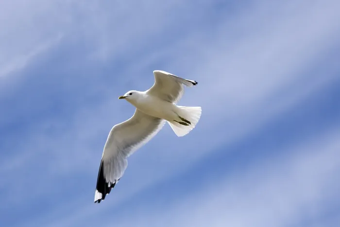 Framed Print : Seagull in Flight Print Framed Print : Seagull in Flight Print