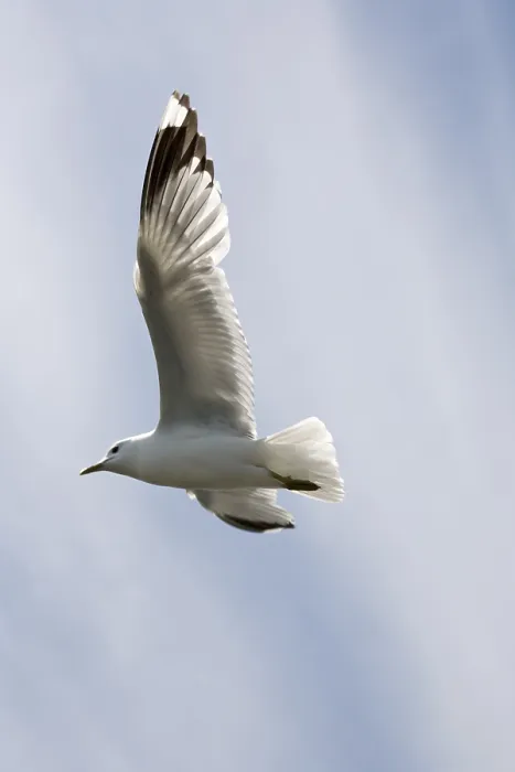 Framed Print : Seagull in Flight Print Framed Print : Seagull in Flight Print