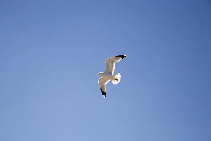 Framed Print : Seagull in Flight Print Framed Print : Seagull in Flight Print