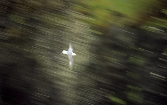 Framed Print : Seagull in Flight Print Framed Print : Seagull in Flight Print