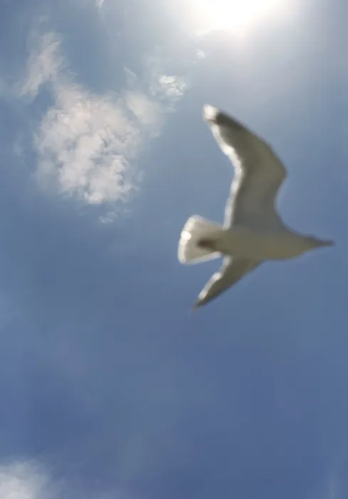 Framed Print : Seagull in Flight Print Framed Print : Seagull in Flight Print