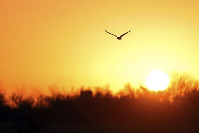 Framed Print : Seagull Silhouetted Against Sunset Print Framed Print : Seagull Silhouetted Against Sunset Print