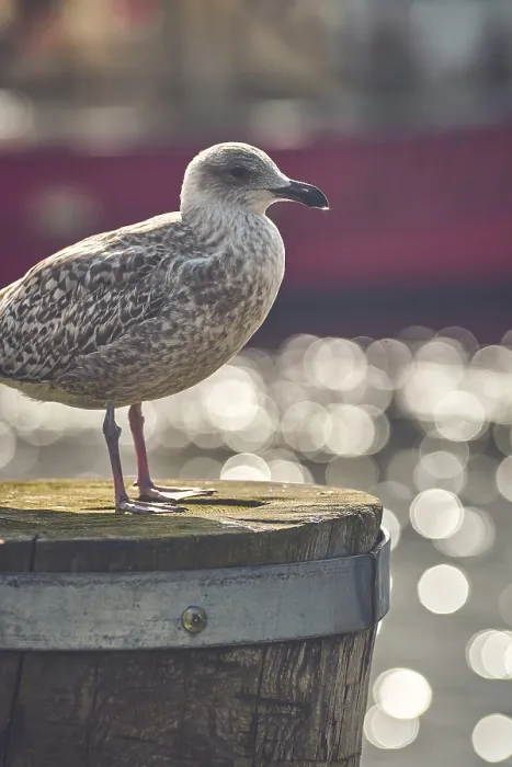 Framed Print : Seagull Standing on Pole Print in Harbor