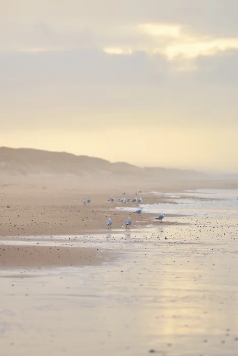 Framed Print : Seagulls Walking on a Beach Print Framed Print : Seagulls Walking on a Beach Print