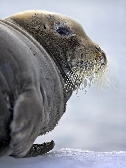 Framed Print : Seal on Ice Print
