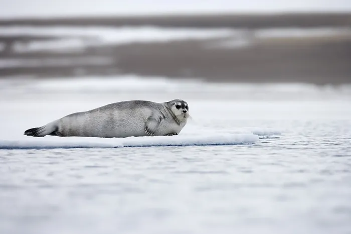 Framed Print : Seal on the ice Print Framed Print : Seal on the ice Print