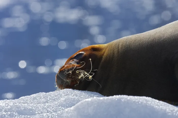 Framed Print : Seal on Ice Print Framed Print : Seal on Ice Print