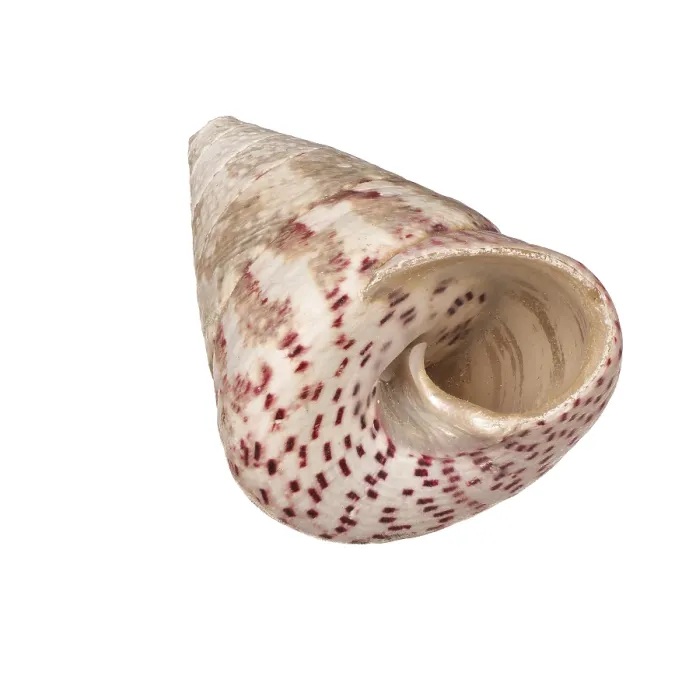 Framed Print : Seashell Print on White Background Framed Print : Seashell Print on White Background