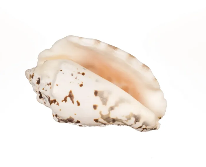 Framed Print : Seashell Print on White Background Framed Print : Seashell Print on White Background