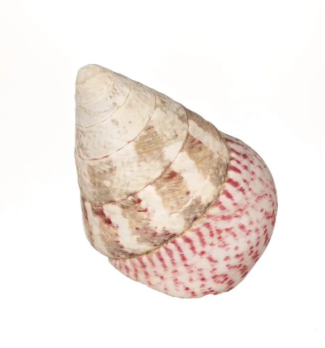Framed Print : Seashell Print on White Background Framed Print : Seashell Print on White Background
