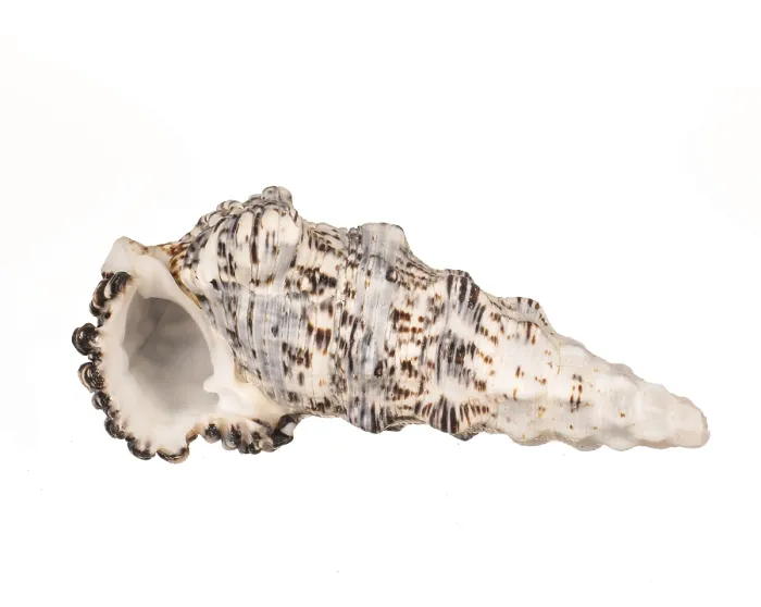 Framed Print : Seashell Print on White Background Framed Print : Seashell Print on White Background