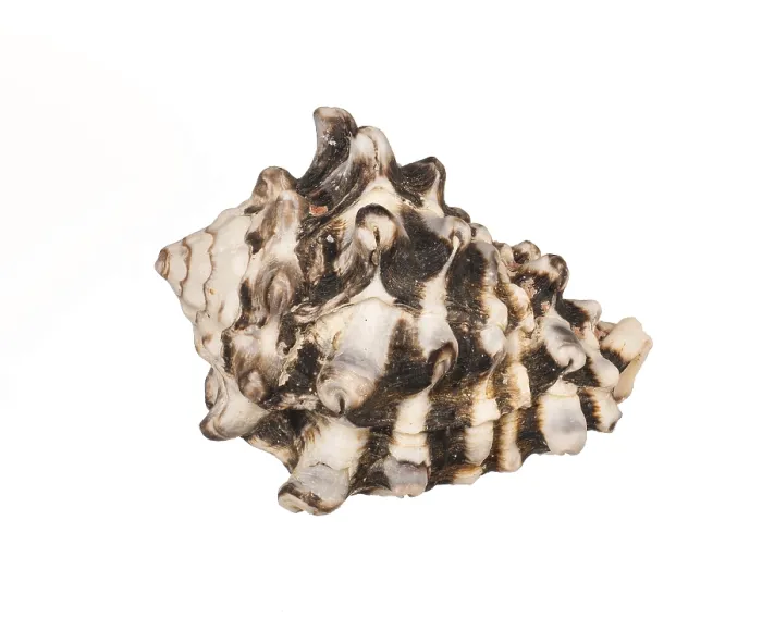 Framed Print : Seashell Print on White Background Framed Print : Seashell Print on White Background