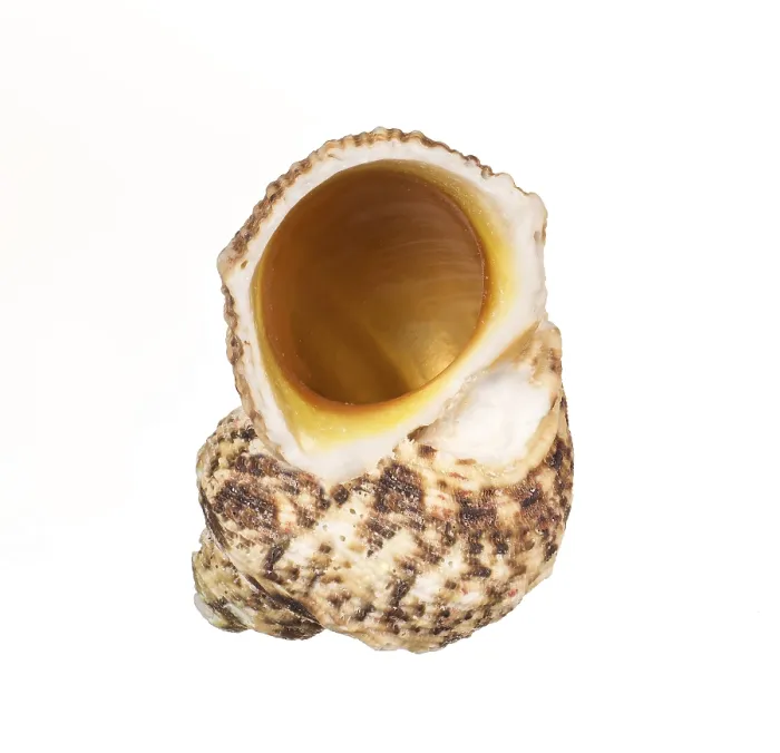 Framed Print : Seashell Print on White Background Framed Print : Seashell Print on White Background