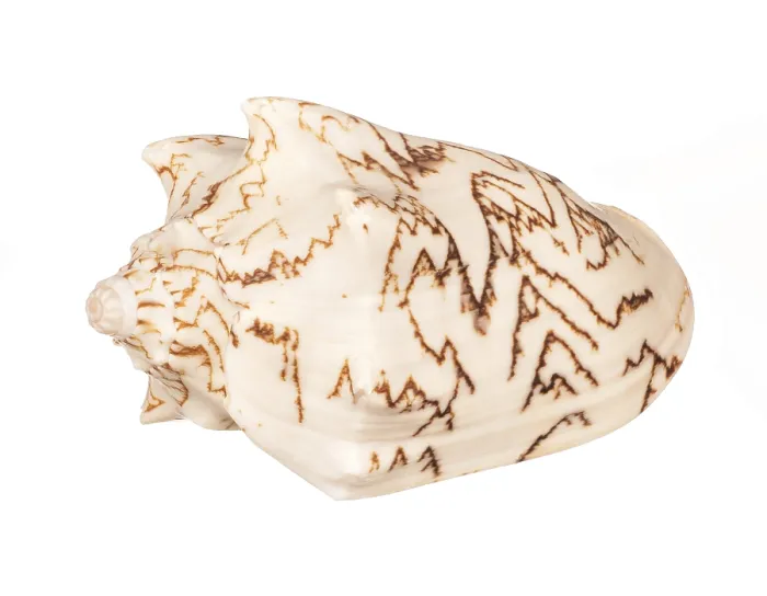 Framed Print : Seashell Print on White Background Framed Print : Seashell Print on White Background