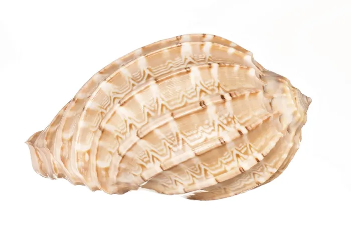 Framed Print : Seashell Print on White Background Framed Print : Seashell Print on White Background