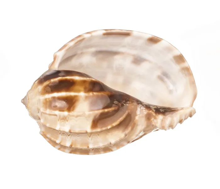 Framed Print : Seashell Print on White Background Framed Print : Seashell Print on White Background