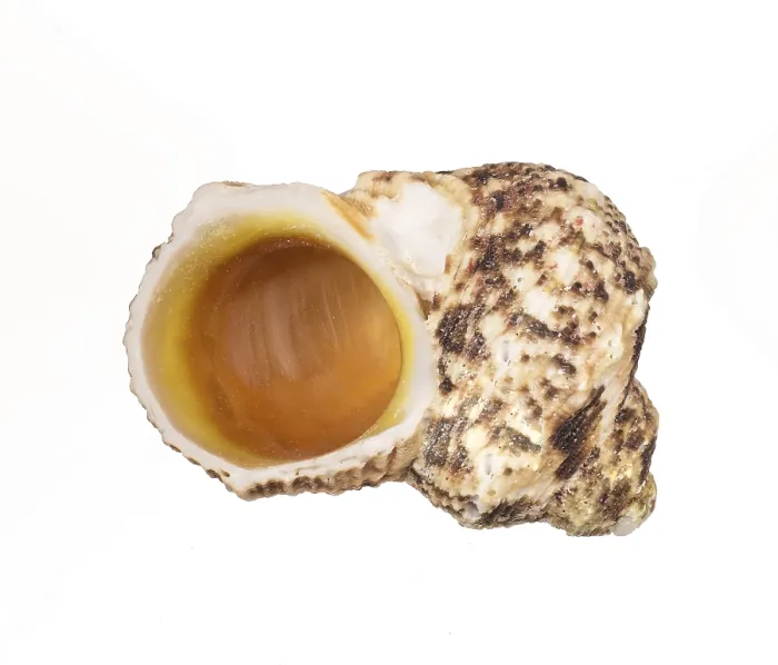 Framed Print : Seashell Print on White Background