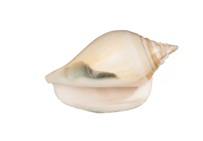Framed Print : Seashell Print on White Background Framed Print : Seashell Print on White Background