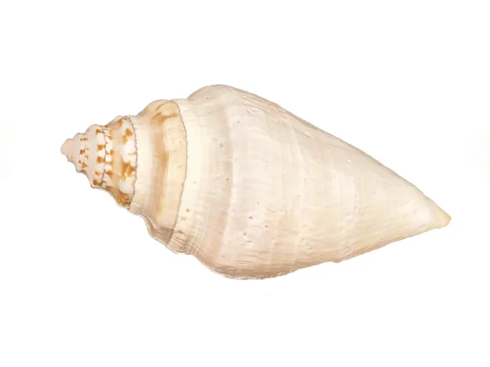 Framed Print : Seashell Print on White Background Framed Print : Seashell Print on White Background