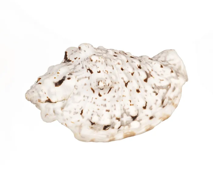 Framed Print : Seashell Print on White Background Framed Print : Seashell Print on White Background