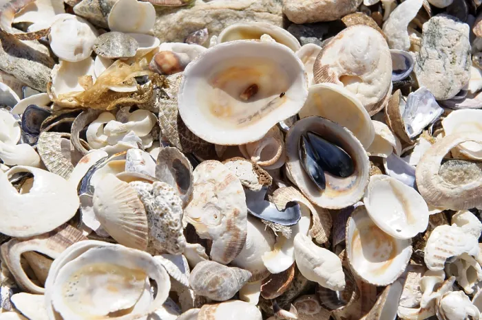 Framed Print : Seashells at Diaz Point Print, Diamantkueste, Namibia Framed Print : Seashells at Diaz Point Print, Diamantkueste, Namibia