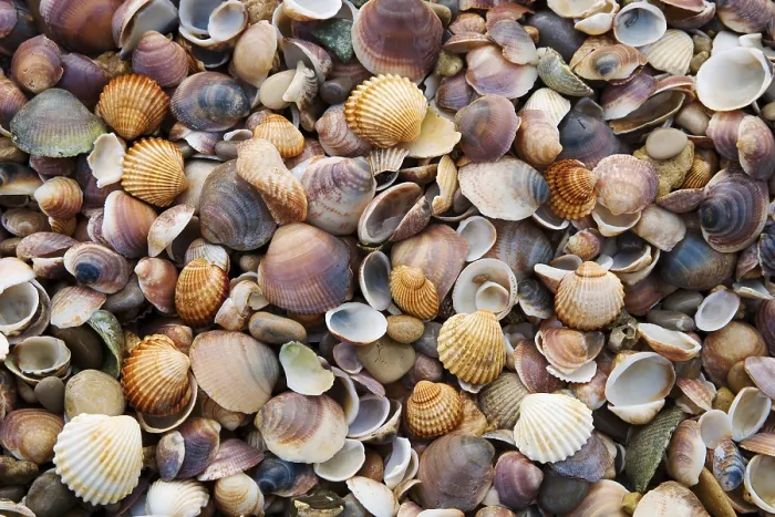 Framed Print : Seashells and Pebbles Print Framed Print : Seashells and Pebbles Print