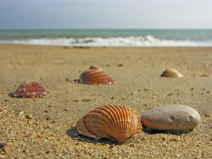 Framed Print : Seashells in the Sand Print Framed Print : Seashells in the Sand Print