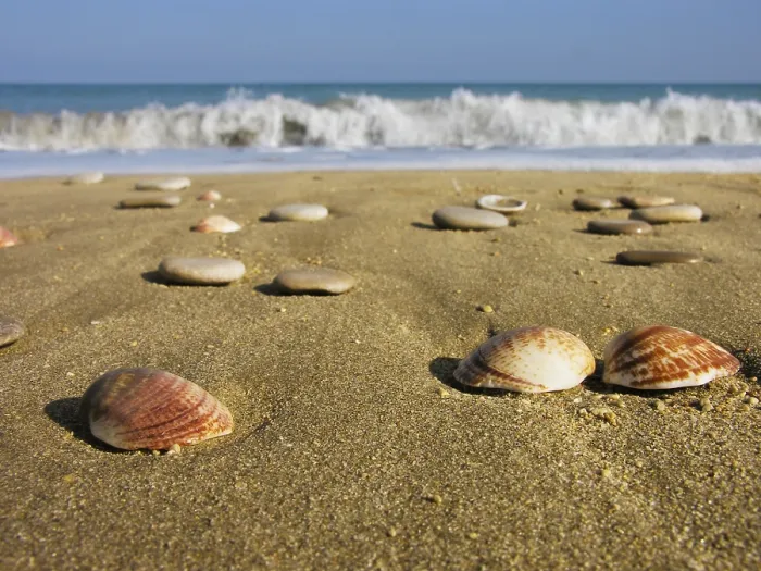 Framed Print : Seashells in the Sand Print Framed Print : Seashells in the Sand Print