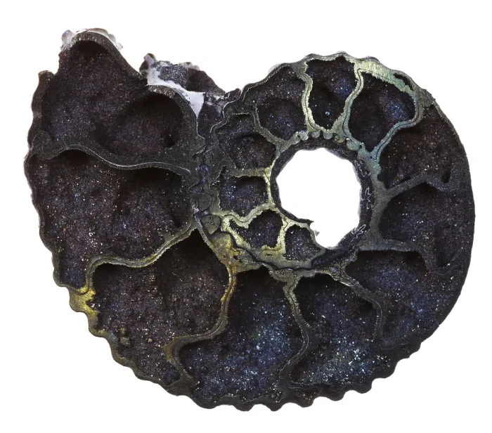 Framed Print : Fossil Ammonite Shell Print Framed Print : Fossil Ammonite Shell Print