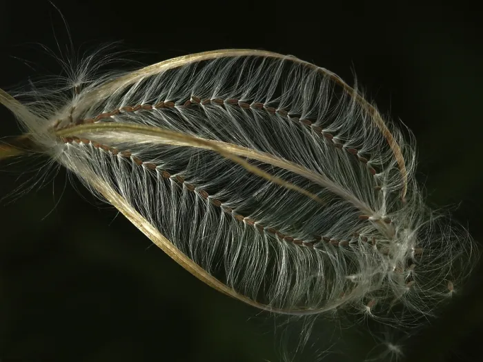 Framed Print : Seed head of a great willowherb Print Framed Print : Seed head of a great willowherb Print