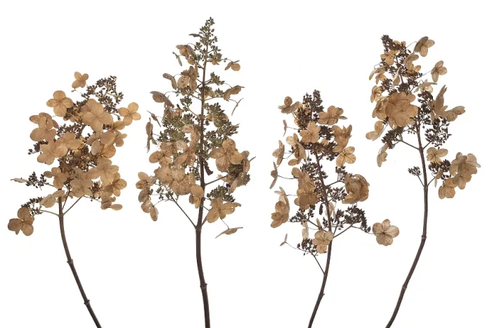 Framed Print : Panicle Hydrangea Seed Head Print on White Background Framed Print : Panicle Hydrangea Seed Head Print on White Background