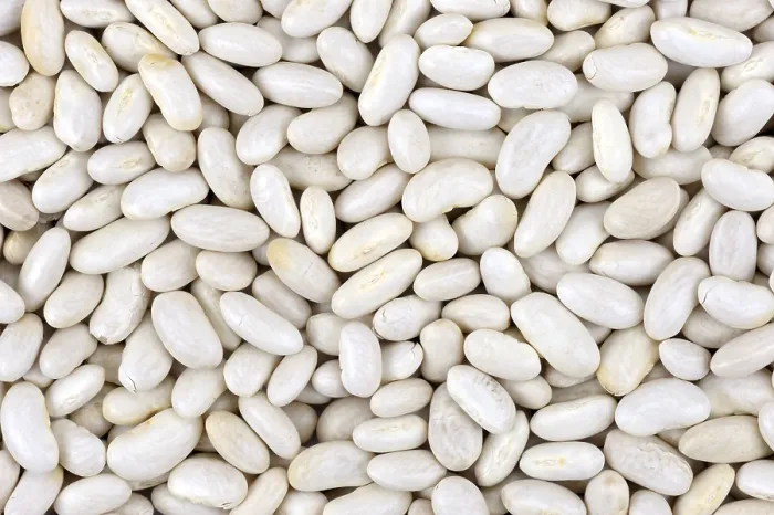 Framed Print : White Bean Seed Close-Up Print Framed Print : White Bean Seed Close-Up Print