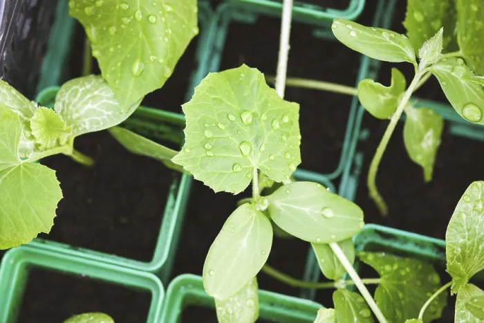 Framed Print : Organic Vegetable Seedlings Print in Pots Framed Print : Organic Vegetable Seedlings Print in Pots