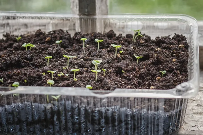 Framed Print : Seedlings in a Plastic Container Print