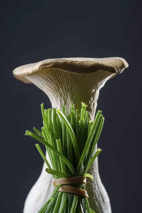 Framed Print : Seitling with Chives Print Against Dark Background Framed Print : Seitling with Chives Print Against Dark Background