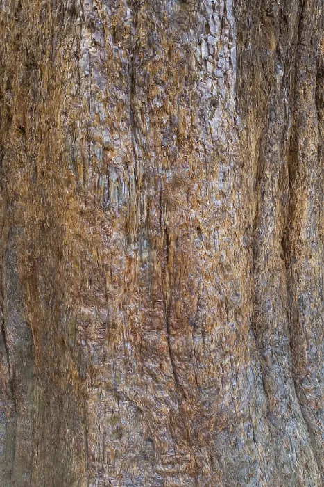 Framed Print : Sequoia Bark Print - Close-up of Tree Trunk Framed Print : Sequoia Bark Print - Close-up of Tree Trunk