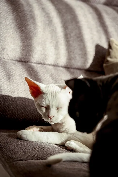 Framed Print : Devon Rex Cats Bask in Sunlight Print Framed Print : Devon Rex Cats Bask in Sunlight Print
