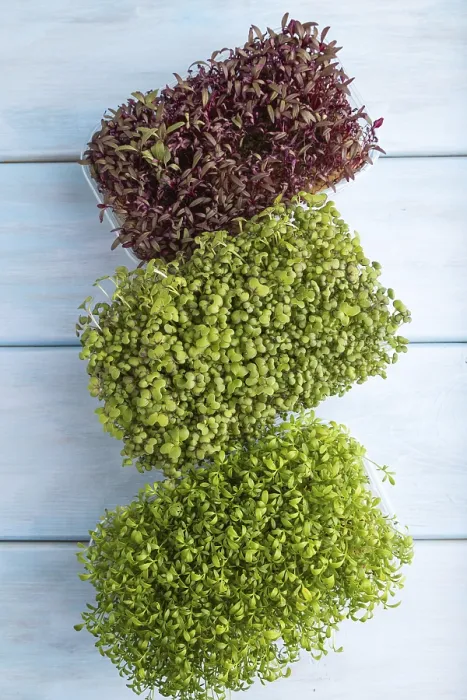 Framed Print : Amaranth and Microgreen Print on Wooden Background Framed Print : Amaranth and Microgreen Print on Wooden Background