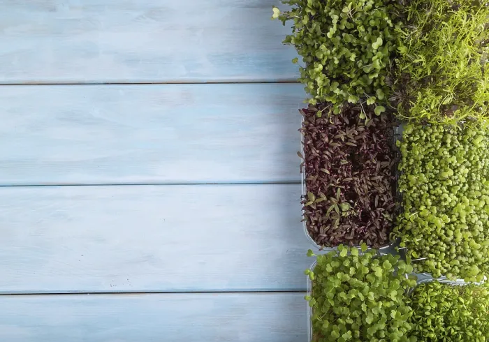 Framed Print : Microgreens Print: Fresh Greens Flat Lay Framed Print : Microgreens Print: Fresh Greens Flat Lay