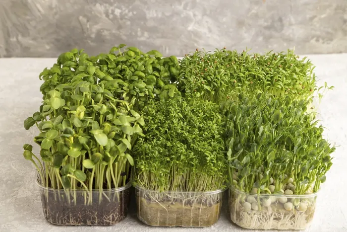 Framed Print : Microgreen Sprouts Print on Gray Concrete Background Framed Print : Microgreen Sprouts Print on Gray Concrete Background